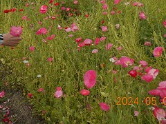  �[�߂̐ߋ�A�|�s�[����