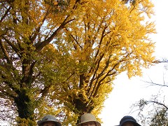  ���a������A�����`���A�g�t����